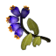 Odoriferous Bellflowers