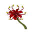 Araknawa Lily Bloom