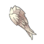 Divine Cape