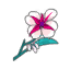 Amaryllis
