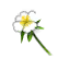 Bouton d'Or
