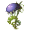 Plante expérimentale