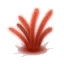 Anémone de sang