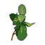 Urtica