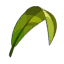 Feuille de Maminala